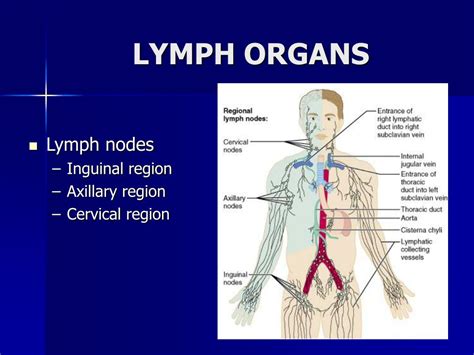 cervical axillary inguinal lymph nodes